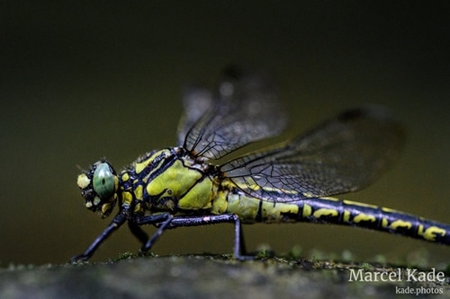  | NIKON Z 6 @ 105mm | 1/250 s,  &fnof;/8, ISO 12800