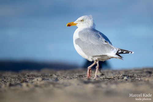  | NIKON Z 6 @ 300mm | 1/400 s,  &fnof;/5.6, ISO 100