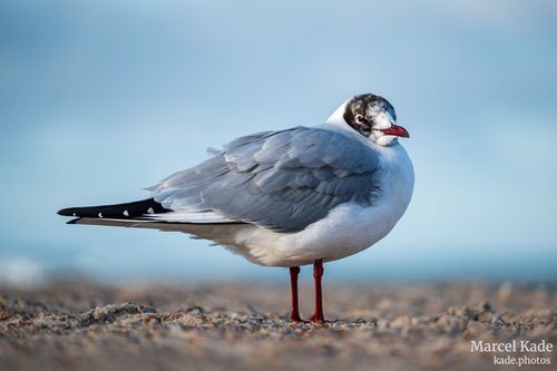  | NIKON Z 6 @ 300mm | 1/400 s,  &fnof;/5.6, ISO 100