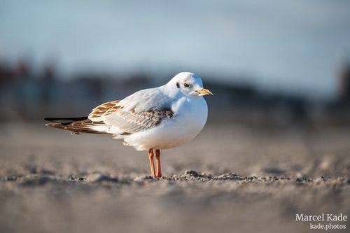  | NIKON Z 6 @ 300mm | 1/400 s,  &fnof;/5.6, ISO 100