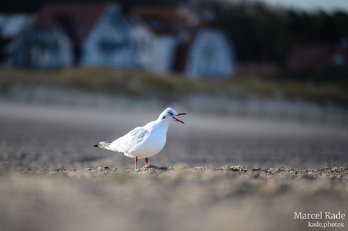  | NIKON Z 6 @ 300mm | 1/250 s,  &fnof;/5.6, ISO 100