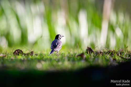  | NIKON Z 6 @ 600mm | 1/1000 s,  &fnof;/6.3, ISO 560