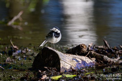  | NIKON Z 6 @ 600mm | 1/1000 s,  &fnof;/6.3, ISO 560