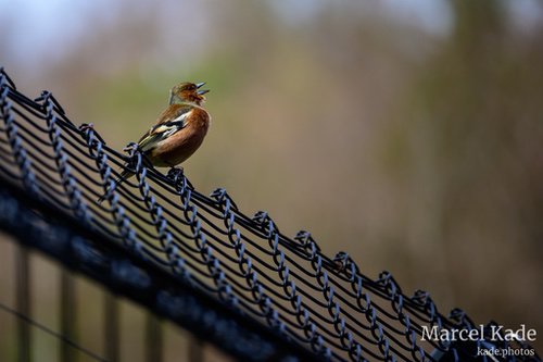 | NIKON Z 6 @ 300mm | 1/200 s,  &fnof;/5.6, ISO 100