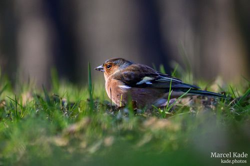  | NIKON Z fc @ 200mm | 1/500 s,  &fnof;/6, ISO 900