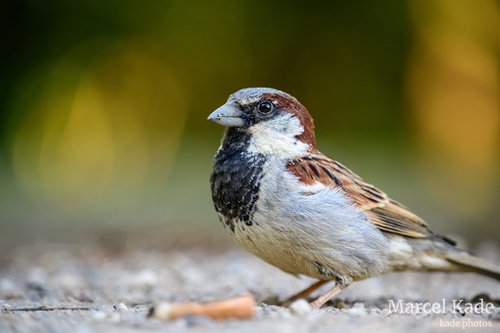Haussperling | NIKON Z 6 @ 250mm | 1/200 s,  &fnof;/5.6, ISO 900
