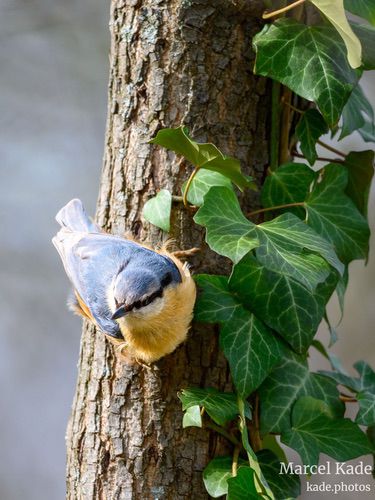 | NIKON Z 6 @ 600mm | 1/640 s,  &fnof;/6.3, ISO 720