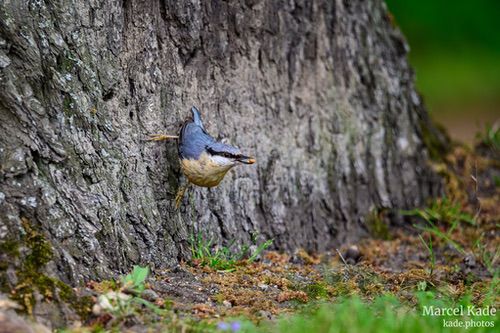  | NIKON Z 6 @ 600mm | 1/250 s,  &fnof;/6.3, ISO 4000