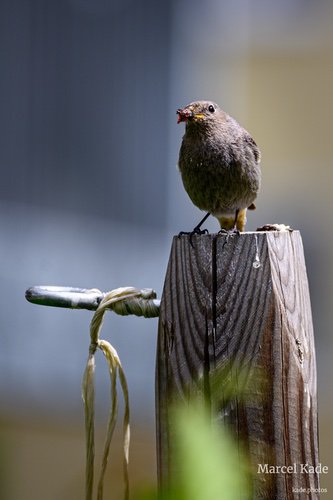  | NIKON Z 6 @ 300mm | 1/500 s,  &fnof;/5.6, ISO 100