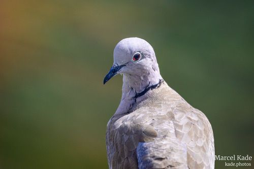  | NIKON Z 6 @ 600mm | 1/1000 s,  &fnof;/6.3, ISO 360