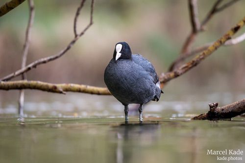  | NIKON Z 6 @ 600mm | 1/250 s,  &fnof;/6.3, ISO 640