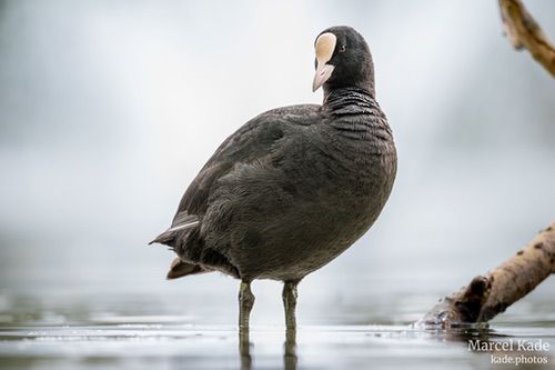  | NIKON Z 6 @ 550mm | 1/320 s,  &fnof;/6.3, ISO 900