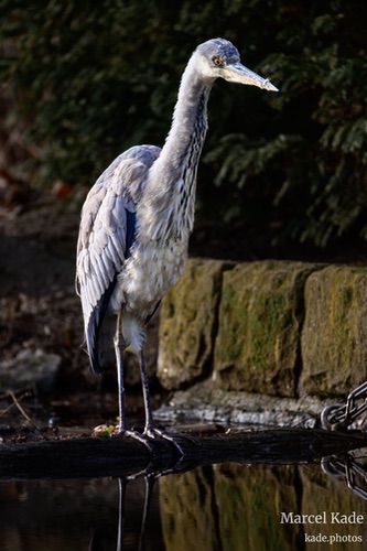  | NIKON Z 6 @ 300mm | 1/250 s,  &fnof;/5.6, ISO 220