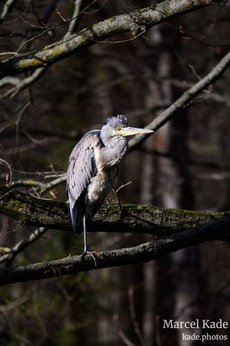  | NIKON Z 6 @ 300mm | 1/800 s,  &fnof;/5.6, ISO 220