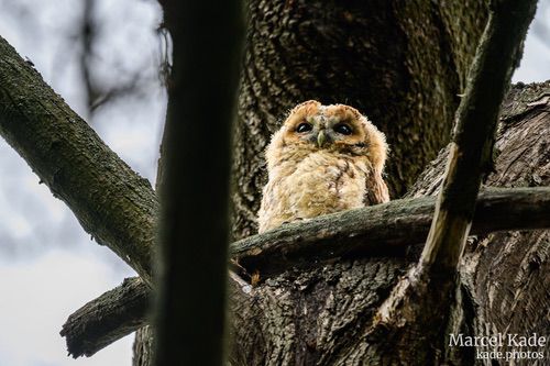  | NIKON Z 6 @ 600mm | 1/30 s,  &fnof;/6.3, ISO 280