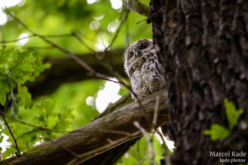  | NIKON Z 6 @ 600mm | 1/100 s,  &fnof;/6.3, ISO 7200